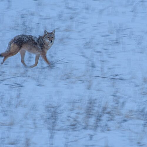Coyote running across snow in Sandy Mush, Leicester NC.