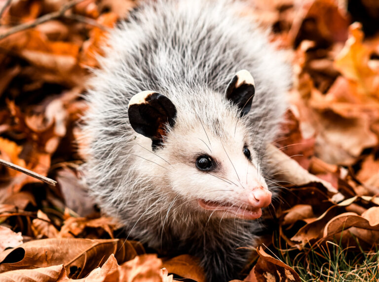 The Book Woman of Troublesome Creek